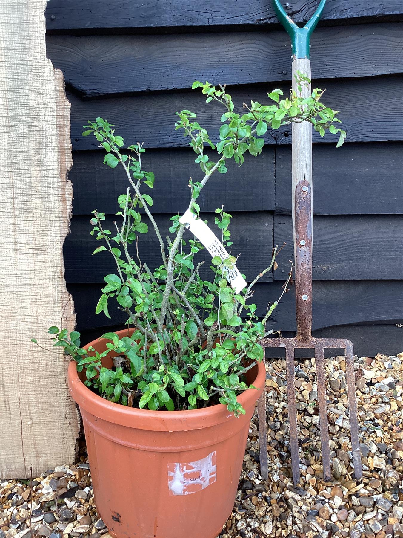 Chaenomeles | Japanese quince - 150-160cm, 25lt