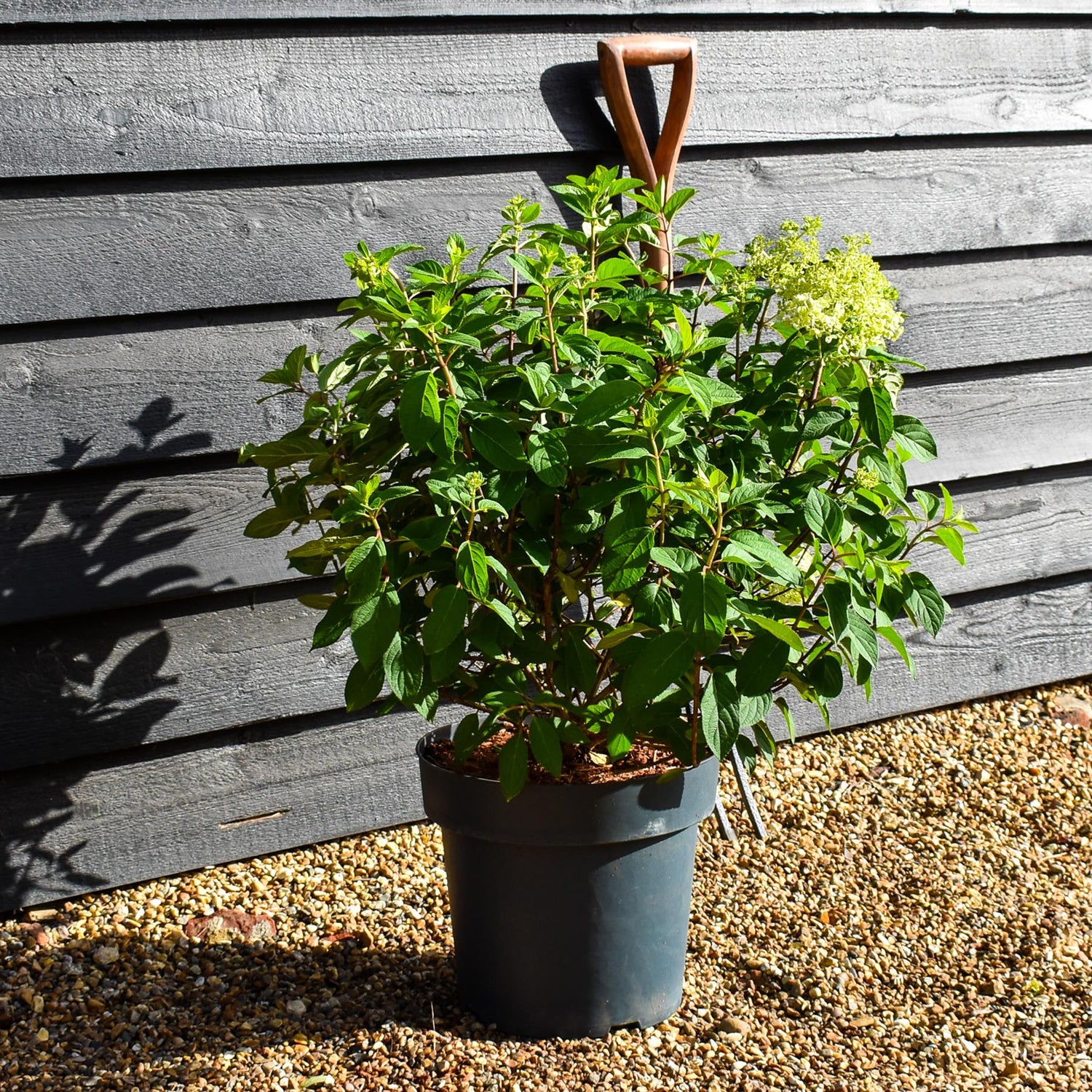 Hydrangea Paniculata 'Bobo' - Height 50-60cm - 15lt