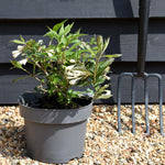 Weigela Florida 'Black and White' - Shrub - Height 20-30cm - 5lt
