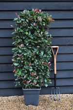 Photinia fraseri Compacta - Metal Frame/Espalier - Height 120cm Width 50cm - 18lt