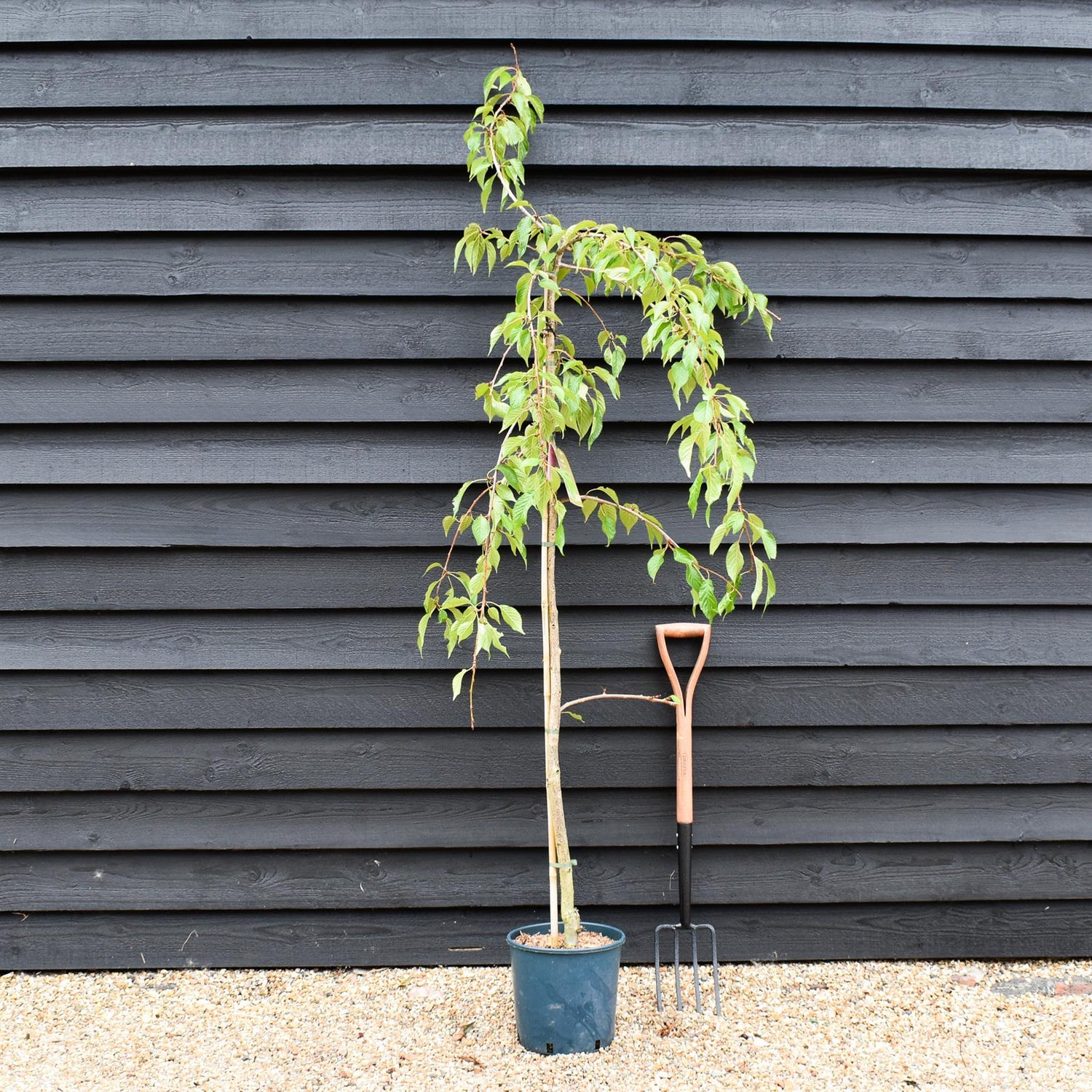 Prunus 'Kiku-shidare-zakura' Sakura | Japanese Weeping - 180-200cm - 10lt