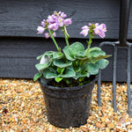 Plantain Lily 'Blue Mouse Ears' - Height 10-20cm, 2lt