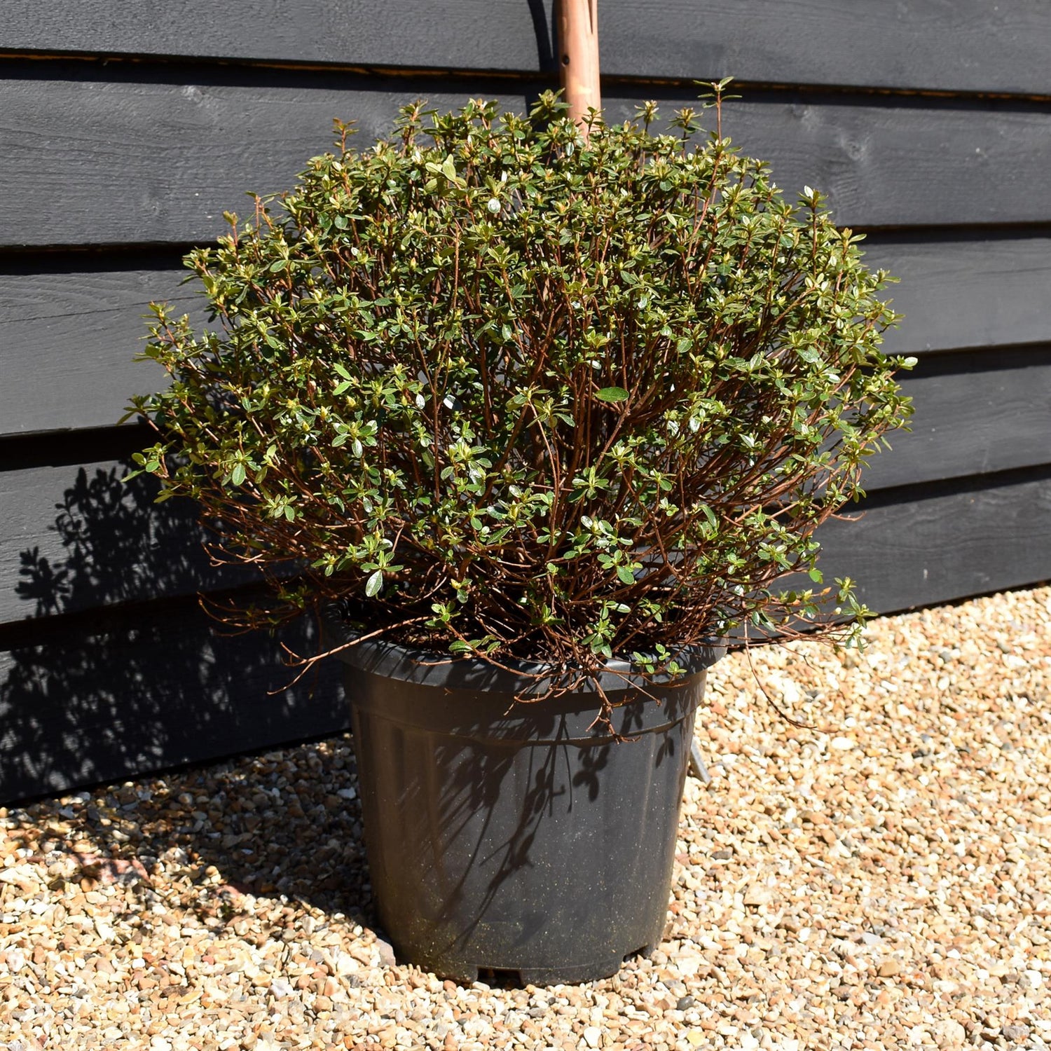 Azalea Japonica 'Amoena' - 75cm - Bushy - 15lt
