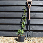 Lonicera 'Copper Beauty' - Evergreen Honeysuckle - Climber -Cane - Height 40-50cm - 2lt