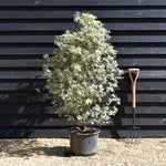 Pittosporum Victoria | Tawhiwhi 'Victoria' - 150cm - 20lt