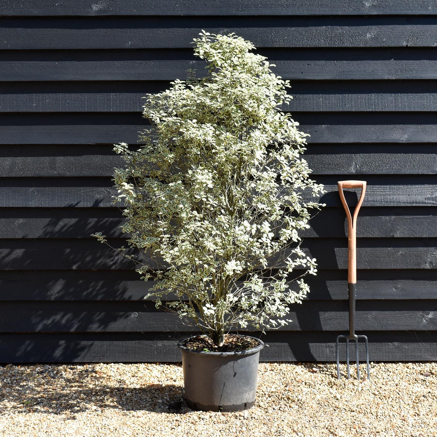 Pittosporum Victoria | Tawhiwhi 'Victoria' - 150cm - 20lt