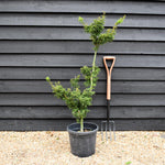 Acer palmatum 'Crispifolium' (Shishi Gashira Maple) - 90cm, 15lt