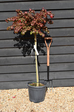 Euonymus alatus Shrub | Winged Spindle Small Tree - - Clear Stem 100cm - Height 140-150cm - 15lt