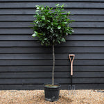 Prunus laurocerasus 'Novita' - Clear Stem 80-100cm - Height 170-175cm - 30lt