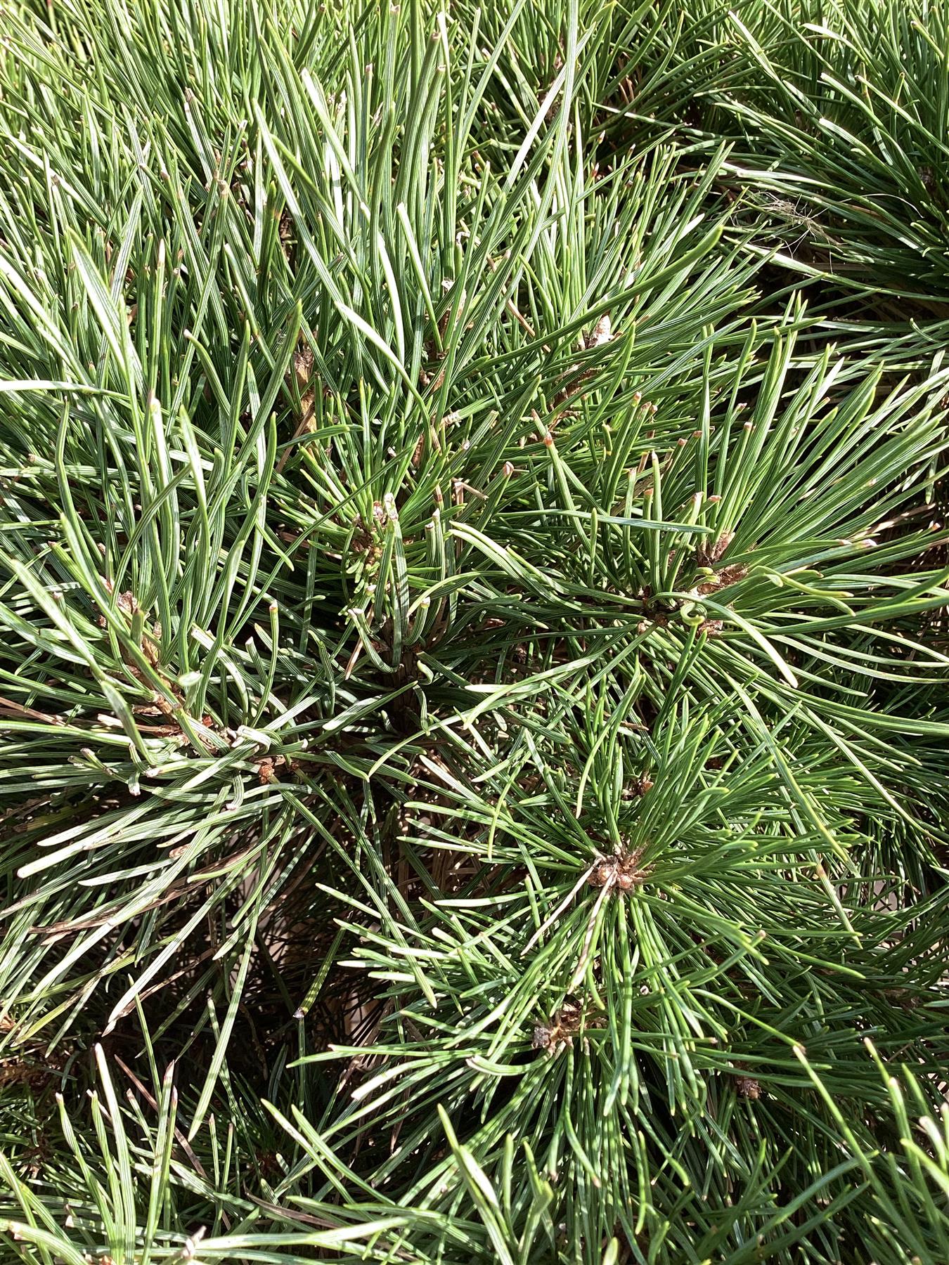 Pinus sylvestris 'Watereri' | Scots pine - Multistem - Parachute - Huge - Unique -  225cm - 500lt