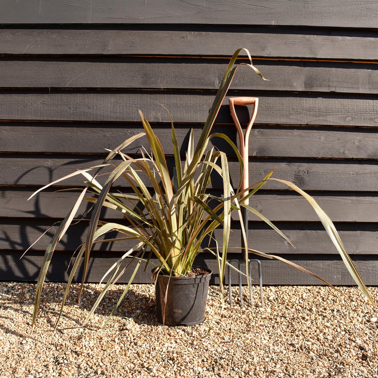 Phormium tenax 'Sundowner' - Height 40-60cm - 7.5lt