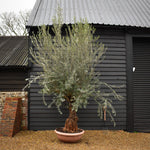 Olive Tree | Olea Europea - Specimen 21A - Bowl - Trunk Height 110m - Height 300-330cm - 90lt