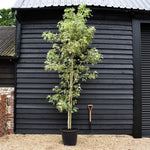 Liquidambar styraciflua 'Albomarginata' | Sweet Gum 'Silver King' Height 300-400cm - 50lt