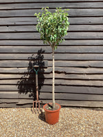 Pear tree 'Williams' Bon Chretien' | Pyrus communis - 170-180cm - 30lt
