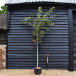 Field Maple | Acer campestre - Clear Stem - Height 300-350cm - Girth 8-10cm - 40lt