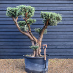 Olive Tree | Olea Europea - Specimen - Forking branches - Height 250 -300 cm - 280lt