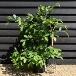 Magnolia Stellata - Bushy - Height 80-100cm - 12lt