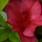 Azalea Japonica 'Vuyk's Scarlet' - 10-15cm - 3lt