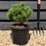 Pinus mugo 'Carsten's Wintergold' - Height 30cm-40cm - Width 30cm-40cm - 8lt