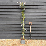 Clematis 'Apple Blossom' - Height 180-200cm - 8lt