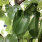 Pear - Pyrus calleryana 'Chanticleer' - 300-310cm, 35lt