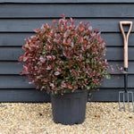 Photinia x fraseri Robusta Compacta - Ball - Height 75-80cm - Width 75-80cm - 30lt