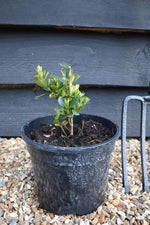 Gardenia jasminoides 'Kleim's Hardy' - 3lt