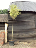 Ligustrum ovalifolium 'Aureum' | Golden Privet Standard, Clear Stem - 250-300cm, 90lt