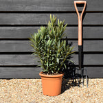 Nerium oleander - Ivory Yellow - 80cm - 7lt