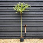 Salix integra 'Hakuro-nishiki' | Dappled Willow - Height 190-210cm - 12lt