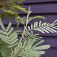 Mimosa Tree | Acacia dealbata -  Girth 14-16cm - 320-350cm - 130lt