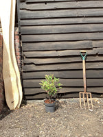 Photinia Red Robin - 20/40cm, 2lt