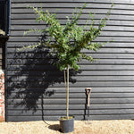 Cotoneaster 'Rothschildianus' | Willow-Leaved Cotoneaster - Clear Stem 120-130cm - Height 250-270cm - 30lt