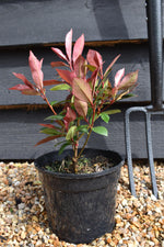 Photinia x fraseri 'Carre Rouge' - Bush - 10-20cm - 3lt