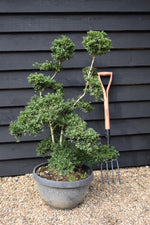 Ilex crenata 'Kinme' | Japanese Holly 'Kinme' - Bowl - 45lt