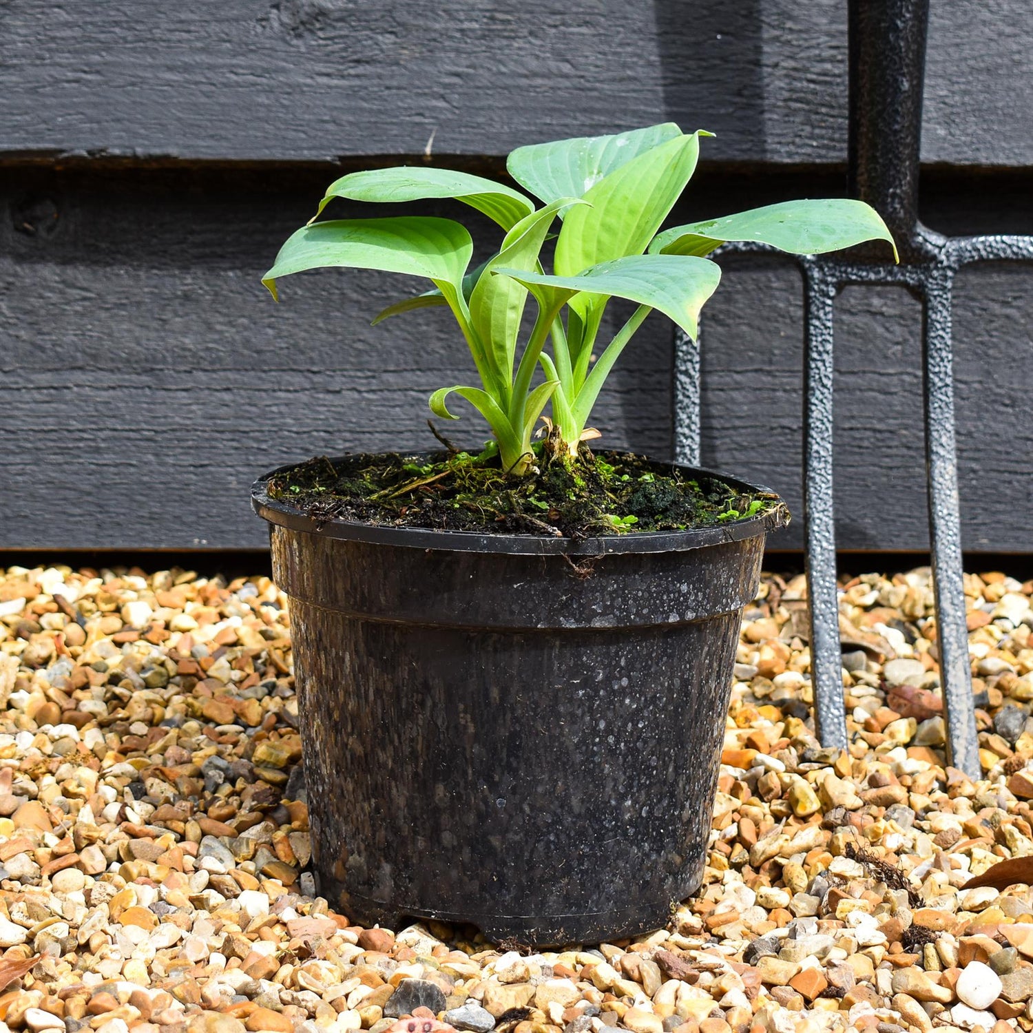 Hosta 'Fragrant Blue' - Height 10-15cm - Perennial - 2lt