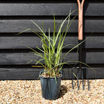 Miscanthus sinensis 'Malepartus' - Grass - Deciduous Perennial - 5lt