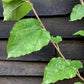 Morus Nigra | Black Mulberry Tree - 160-180cm, 10lt