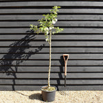 Apple tree 'King of the Pippins' | Malus Domestica - Semi Dwarfing - Height 150-180cm, 20lt