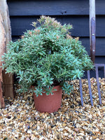 Pieris japonica 'Little Heath' - 55-60cm, 5lt