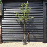 Crataegus Laevigata 'Paul's Scarlet' | Hawthorn 'Paul's Scarlet' - Height - 270-290cm - 40lt