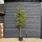 Cupressocyparis leylandii 'Castlewellan Gold' - Clear Stem - Height 250-300cm - 30lt