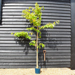 Flowering Cherry | Prunus 'Chocolate Ice' - 180-220cm - 12lt