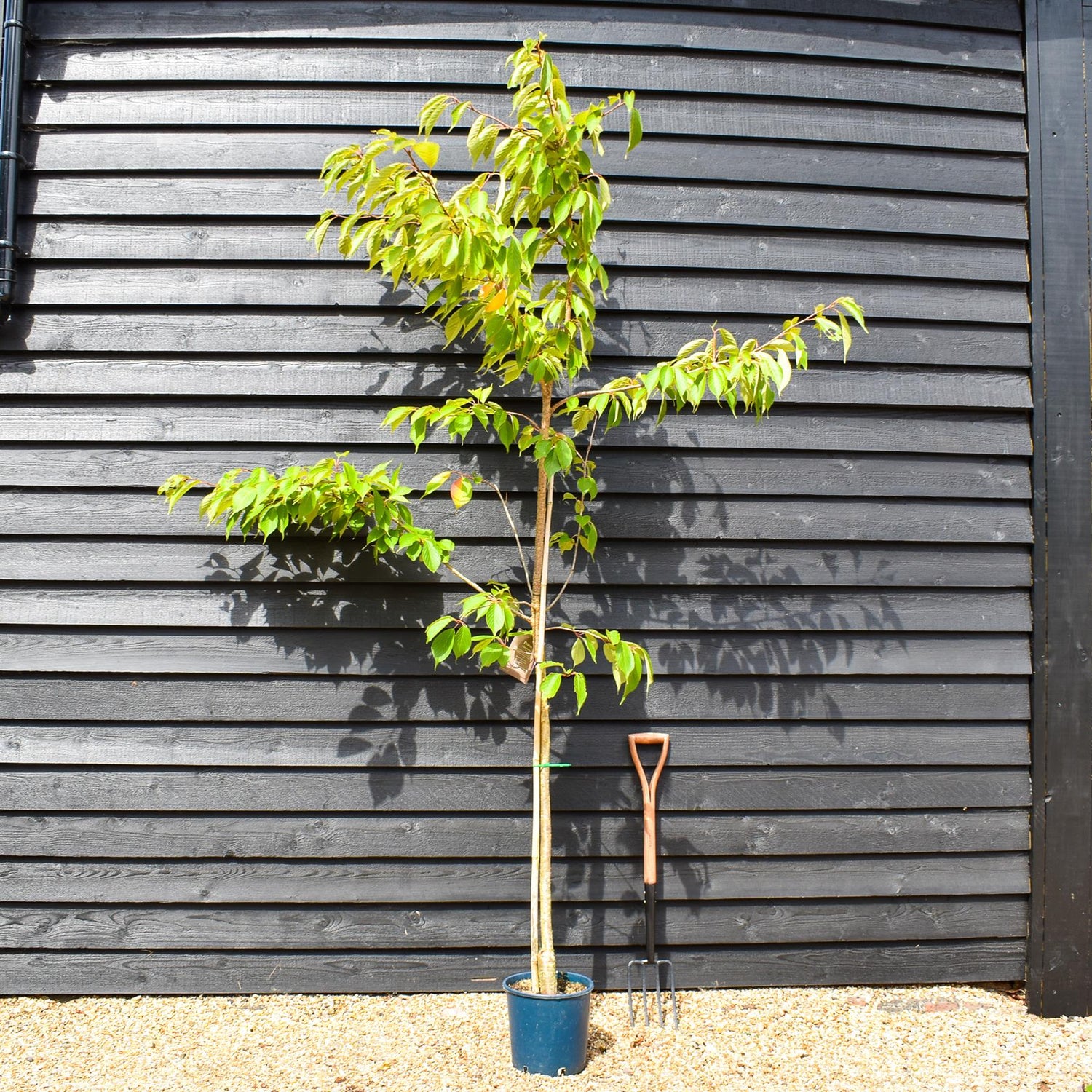 Flowering Cherry | Prunus 'Chocolate Ice' - 180-220cm - 12lt