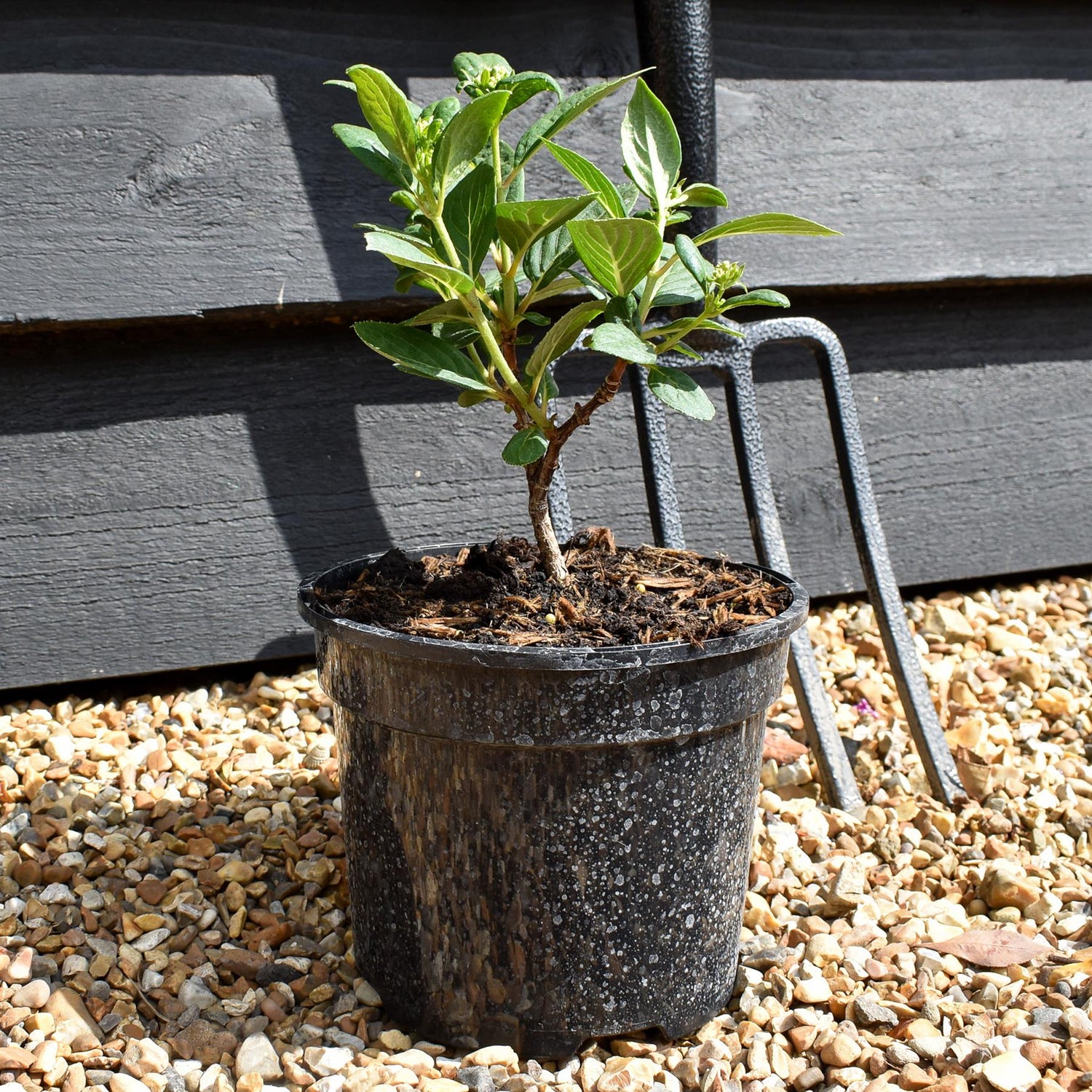 Hydrangea paniculata 'Polestar' - Height 15-25cm - Bushy -2lt