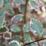 Pittosporum tenuifolium 'Victoria' - Shrub - Height 140-160cm - 25lt