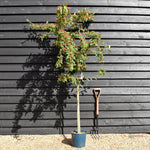 Cotoneaster 'Cornubia' - 160-200cm, 10lt