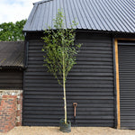 Betula utilis Snow Queen - Clear Stem 145cm - Height 380-400cm - 45lt