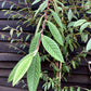 Cotoneaster x watereri - 200-220cm - 10lt