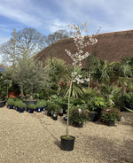 Prunus Pink Shell | Cherry 'Pink Shell' - 230-260cm, 20lt